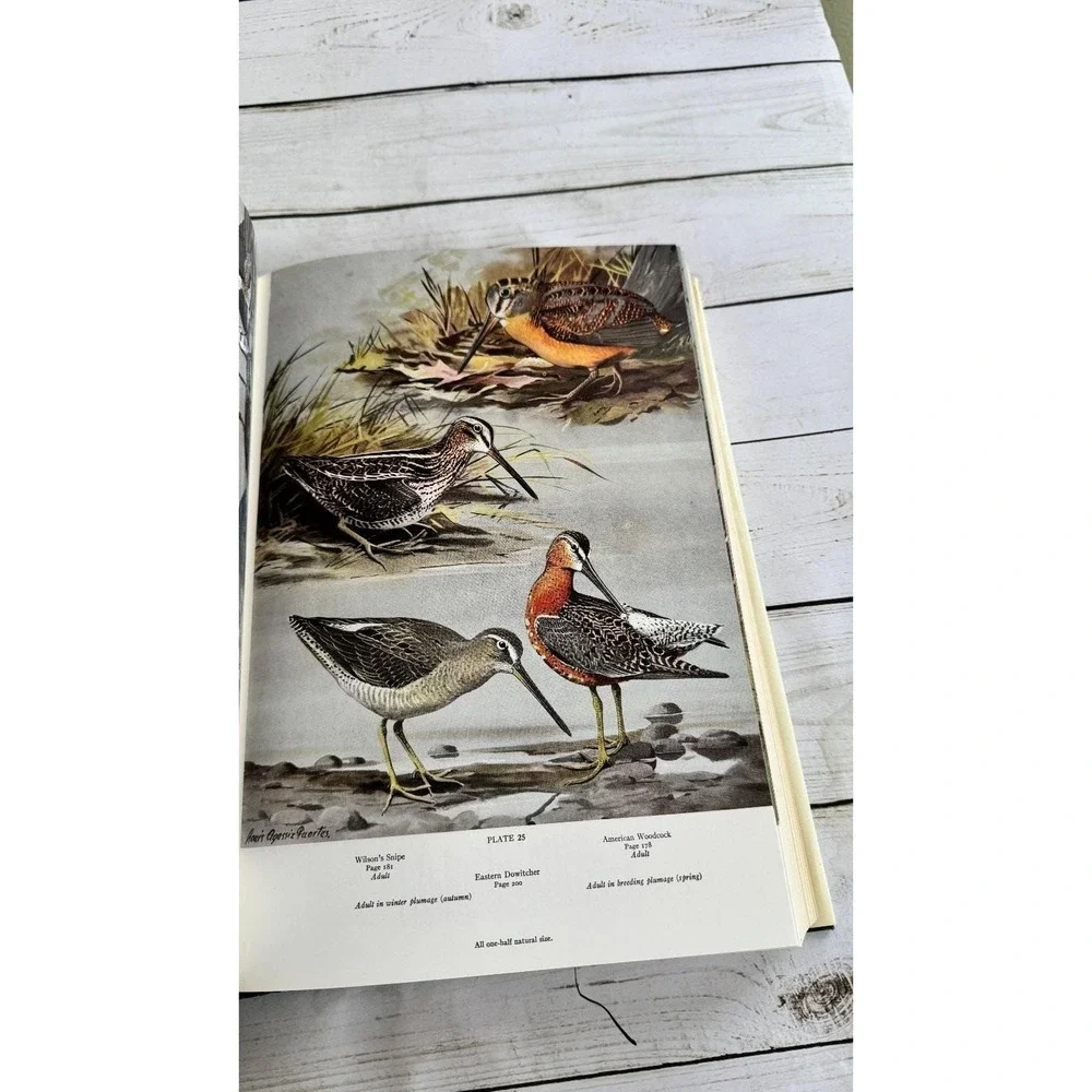American Birds Forbush & May Bramhall House Illustrated Natural History